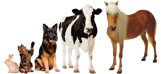 Veterinaria Cali Granja