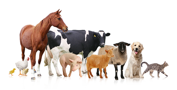 bienestar animales