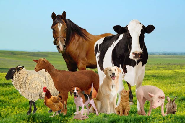 Agroveterinaria Cali